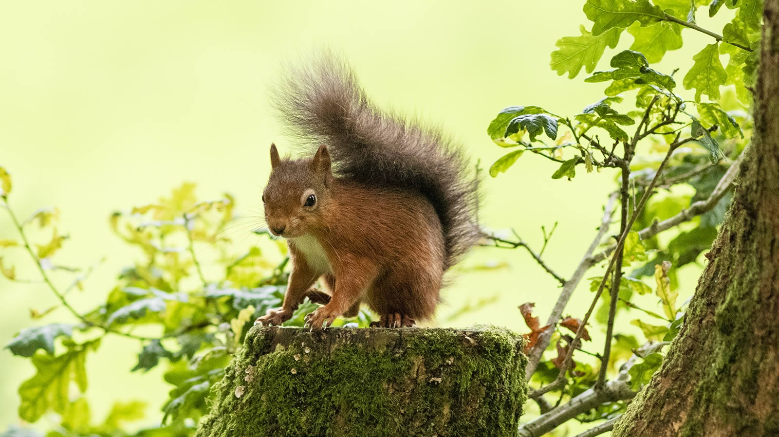 Kirkcudbright Red Squirrel